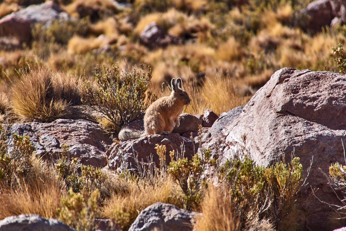 Northern viscacha perched among rocky terrain with sparse vegetation in bright sunlight