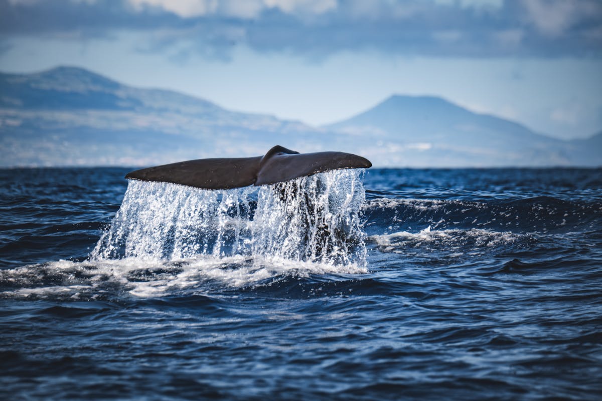 Whale tail emerging from ocean water with distant mountains and clear sky in background