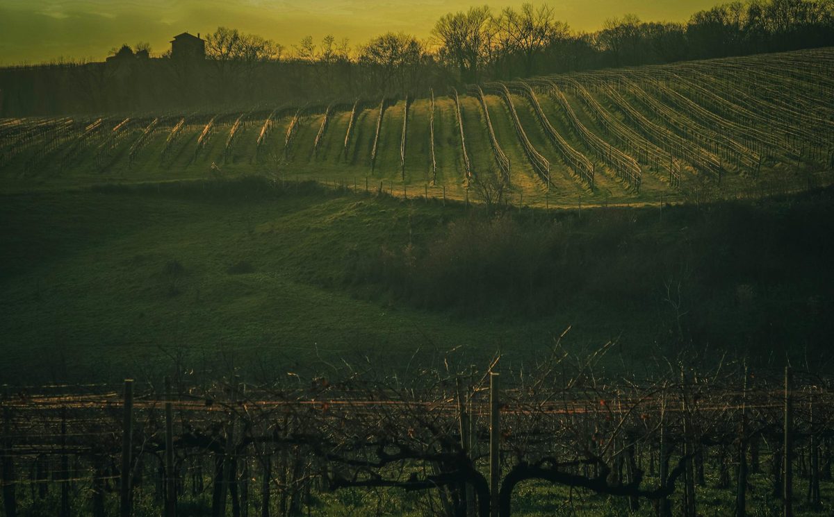 Vineyard landscape during golden hour with rows of grapevines on rolling hills