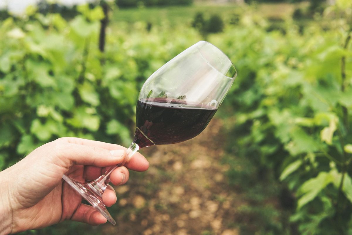 Hand holding a glass of red wine among grapevines in a vineyard